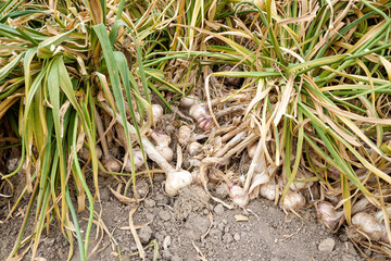 A cultivation of garlic already harvested, fresh and ready to eat.