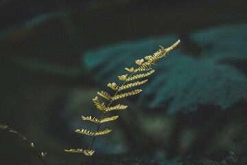 HERMOSAS FLORES DE PRIMAVERA