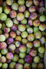Green and purple plums gathering from fruit garden. Organic ripe plums background in shades of green and purple colors. Flat lay of fresh fruits of plum tree. Summer harvest time in orchard