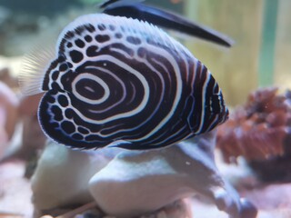 The Emperor Angelfish in aquarium