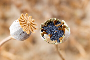 Poppy seeds inside the flowering plant in a crop, detail with unfocused background.