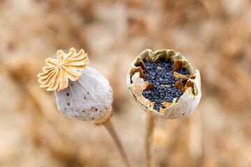 Macro detail of the poppy seeds inside the plant without collecting yet.