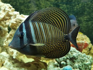 The Sailfin Tang, Desjardini in aquarium