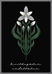 Drawing of a flower in art Deco style on a gray background. Ornithogalum umbellatum, the garden star-of-Bethlehem, grass lily, nap-at-noon, or eleven-o'clock lady.