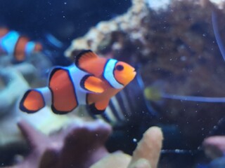 clown fish in aquarium