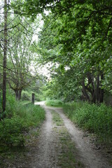 path full of trees