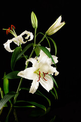 white lilies on black background