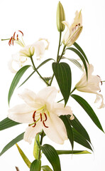 Fototapeta na wymiar white lily isolated on white background