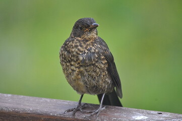bird on a fence