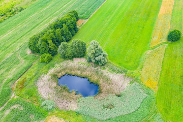 Aerial view of natural pond surrounded by pine trees. Europe