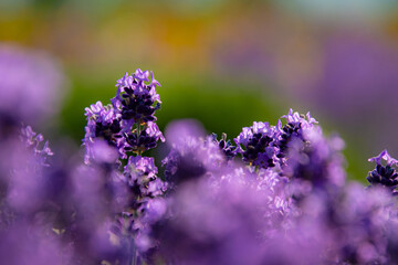 7月美瑛ぜるぶの丘ラベンダーグラデーション