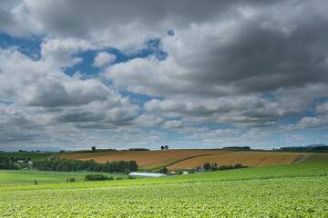 Obraz premium 7月美瑛の親子の木と夏空小麦畑
