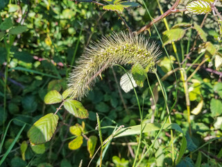 Green foxtail or bristle grass