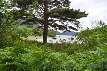 Fototapeta premium Gardens in Killarney national park, Ireland