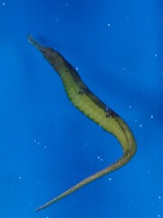 Aligator pipefish in aquarium