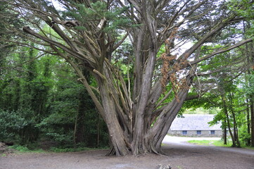 Fototapeta premium Trees in Killarney national park, Ireland