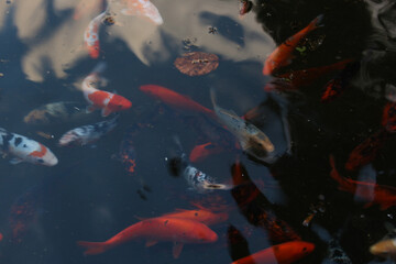 A carp pond and its reflections at the Azores, Portugal.