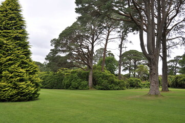 Fototapeta na wymiar Gardens in Killarney national park, Ireland