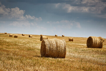 Fototapeta na wymiar Harvest. Field with Stacks of Wheat