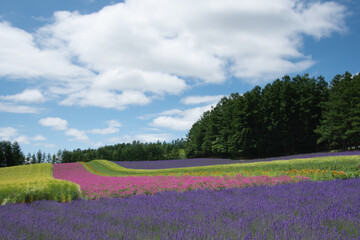 7月中富良野ファーム富田ラベンダーの丘
