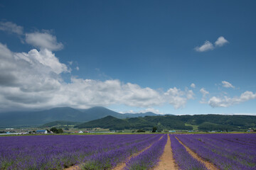 7月中富良野ラベンダー