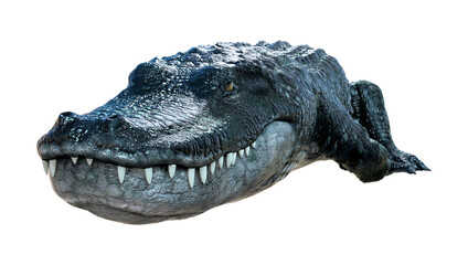 3D Rendering Black Alligator on White