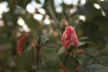 Blossoming pink flower in a beautiful garden.