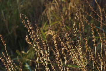 The dead grasses of the beginning of autumn.