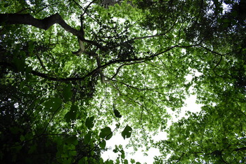 green leaves in the sky