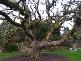 old tree in the park