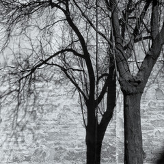 monochrome high contrast image of a bare tree in sunlight with a black shadow on a tall brick wall