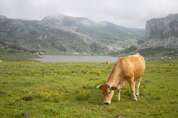 Fototapeta na wymiar cow eating grazing in a beautiful mountain lake