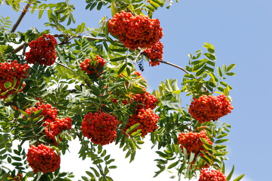 Die Fr&uuml;chte der Eberesche im Sommer