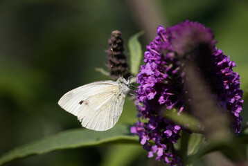 Schmetterling Großer Kohlweißling