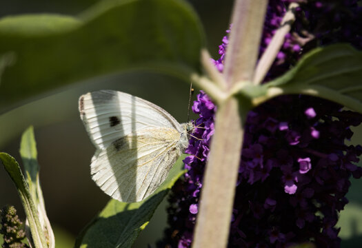Schmetterling Gro&szlig;er Kohlwei&szlig;ling