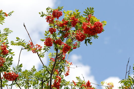 Die Fr&uuml;chte der Eberesche im Sommer