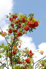 Die Früchte der Eberesche im Sommer