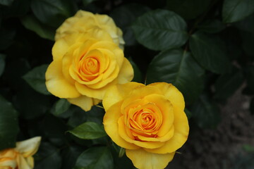 yellow rose in garden