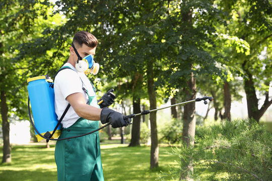 Worker spraying pesticide onto green bush outdoors. Pest control
