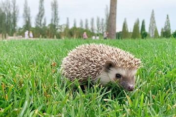 decorative hedgehog on a walk on the green grass on a summer day