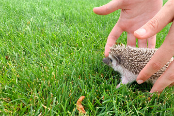 A small ayoge on the green grass in the summer. Take care of hedgehogs . High quality photo © Natalya