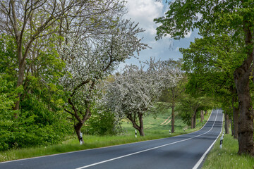 Fototapeta premium Blooming Trees In North Germany