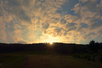 Obraz premium 夕暮れの空と森