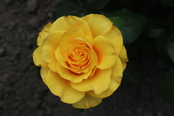yellow rose on black