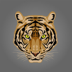 vector image of a tiger 