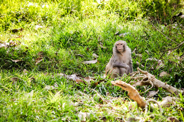 single adult gray monkey sitting on glade with green grass