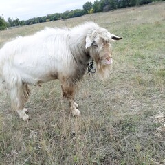 Fototapeta premium a real goat