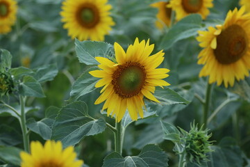 field of sunflowers