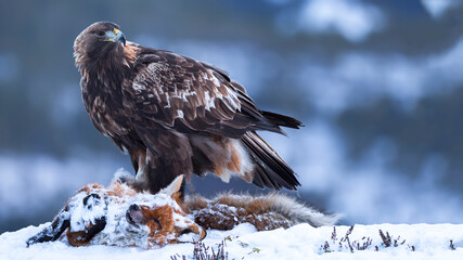 The golden eagle