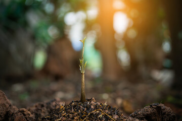 Plant,Seedlings grow in soil with sun light. Planting trees to reduce global warming.